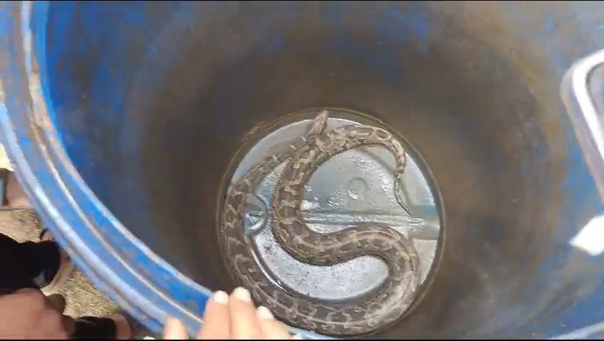 अंडाल के रामप्रसादपुर ग्राम पंचायत के समीप अजगर सांप मिलने से शनसनी फैल गई।