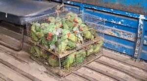 बोकारो से कोलकाता जा रही बस में छापा, 200 तोता समेत 4 गिरफ्तार